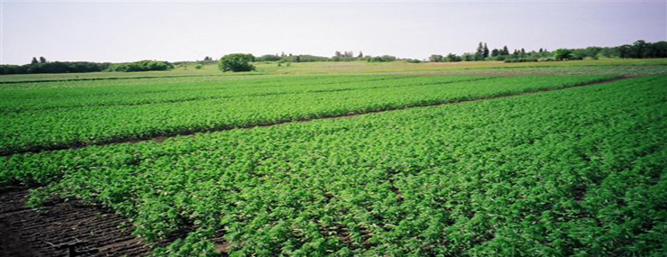 Hemp Growing